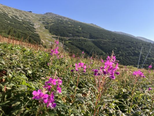 kvitnúce lúky pod Chopok