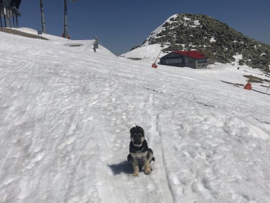 Girova premiéra