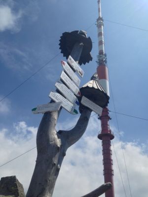 a realita zeleného stromu na Kráľovej holi:)