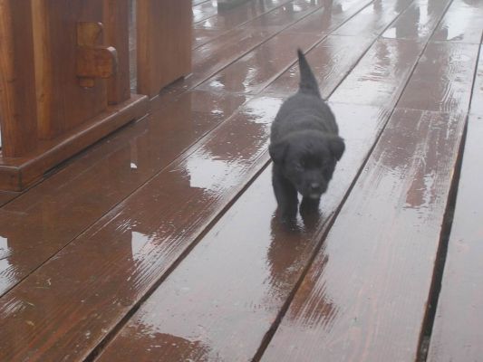 Pribudol nám nový člen osadenstva chaty, narodil sa niekedy medzi 20. a 30. májom a volá sa Stelvio…