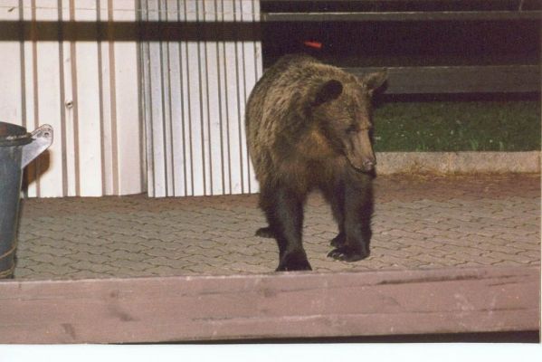 Takto vystrajala tá , medvedica ktorá narobila tolko strachu v okoli chopku